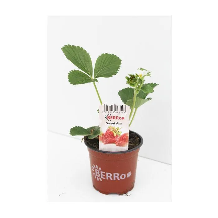 Fragaria Sweet Ann