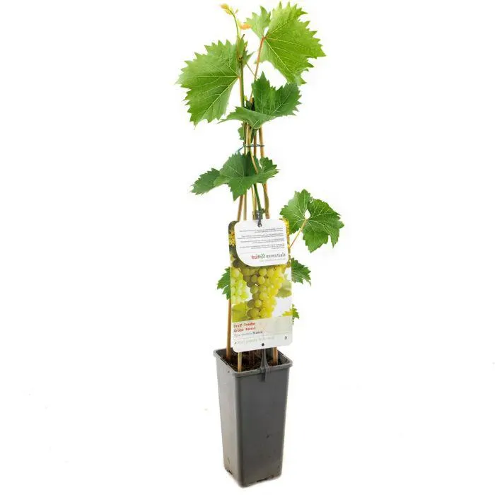 Vitis vinifera Bianca