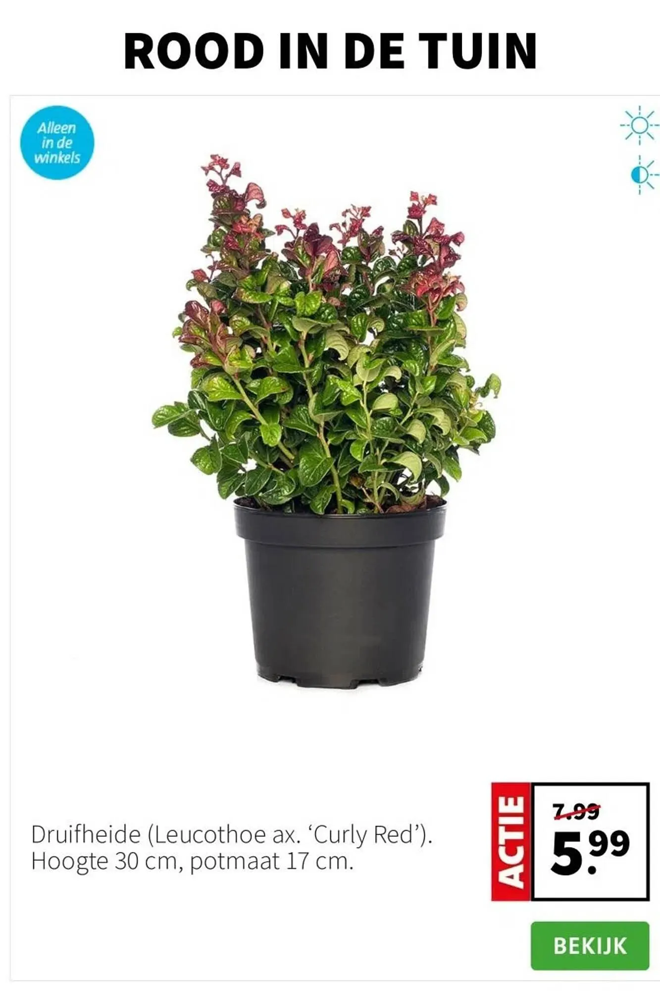 Intratuin folder van 10 november tot 16 november 2025 - Folder pagina 3