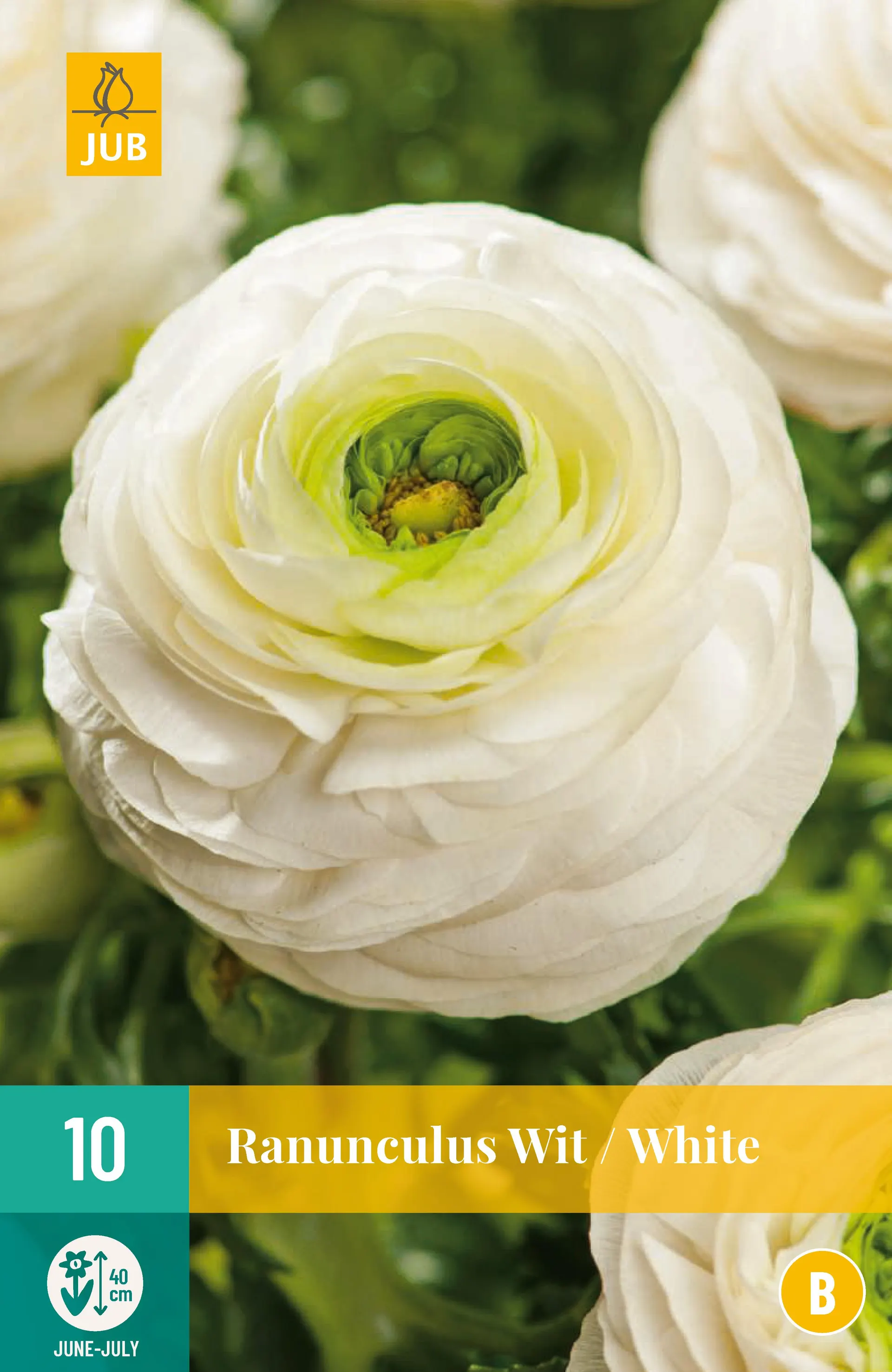 10 Ranunculus wit