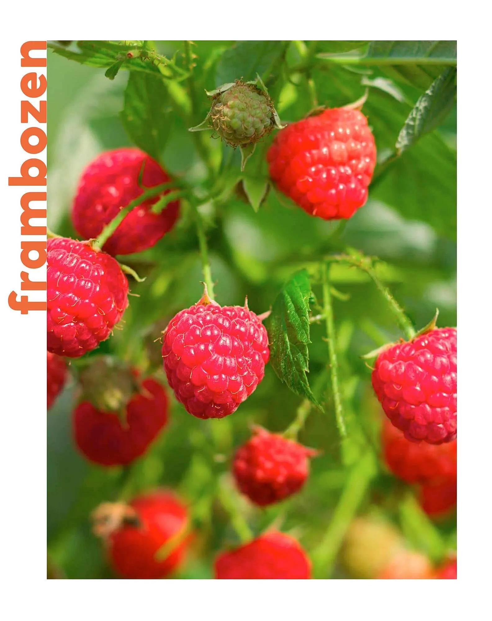 Allerhande magazine van 20 mei tot 30 juni 2025 - Folder pagina 62