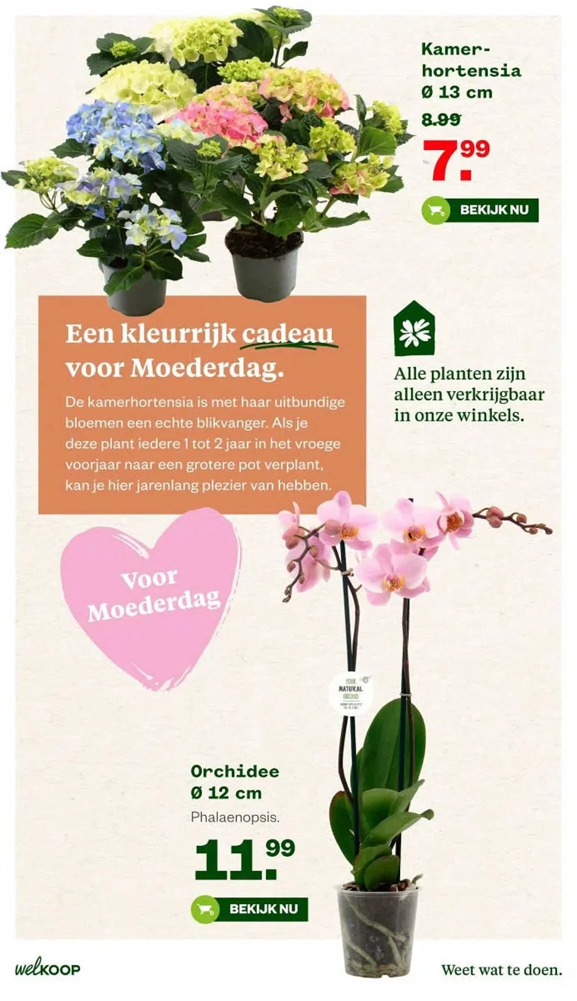 Welkoop folder van 4 mei tot 10 juni 2026 - Folder pagina 7