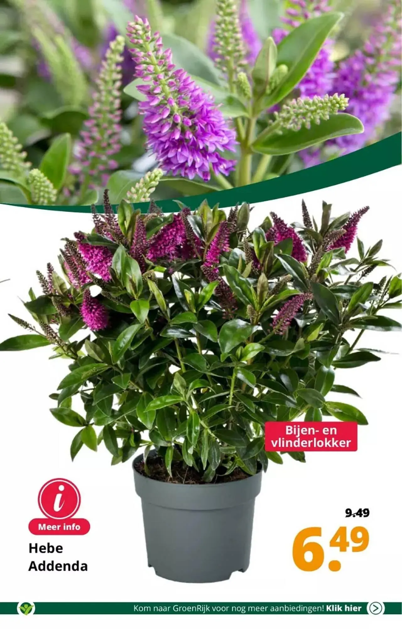 GroenRijk folder van 30 augustus tot 5 september 2023 - Folder pagina 9