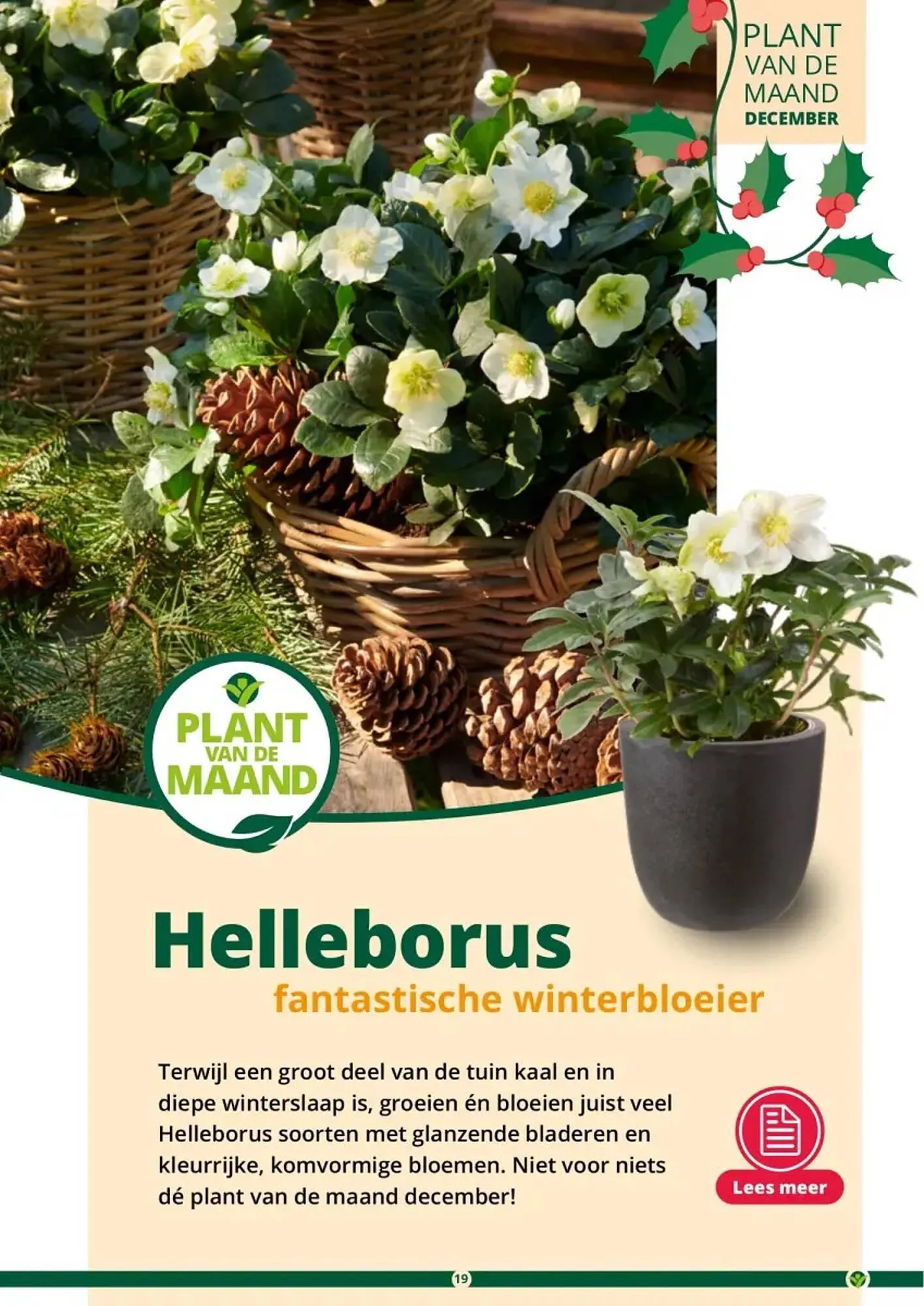 GroenRijk folder van 1 november tot 26 december 2023 - Folder pagina 19