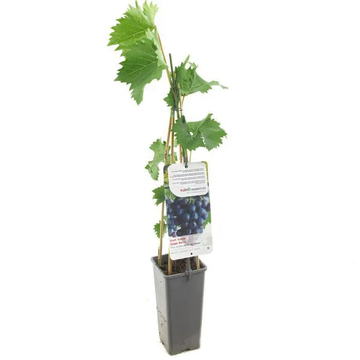Vitis vinifera Boskoop Glorie