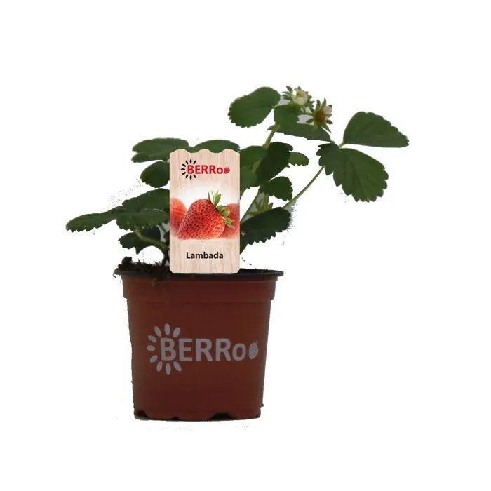 Aardbeienplant