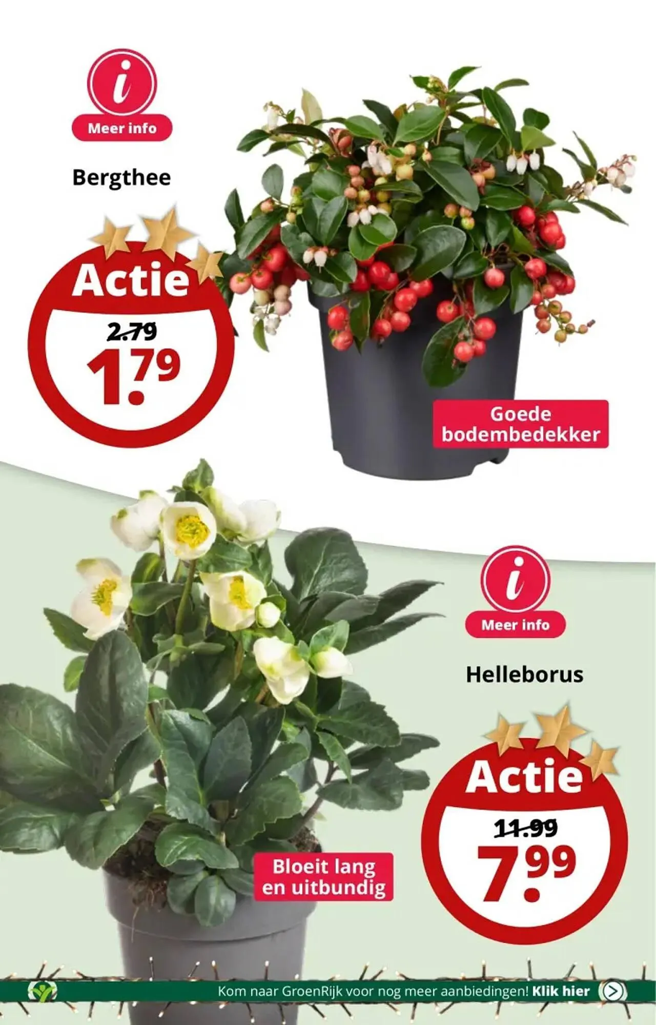 GroenRijk folder van 29 november tot 5 december 2023 - Folder pagina 12