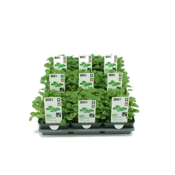 Valerianella locusta