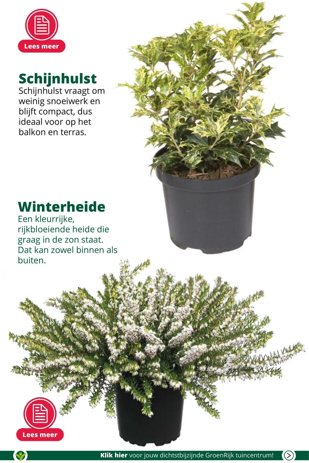 GroenRijk Actuele folder van 27 mei tot 10 juni 2025 - Folder pagina 3