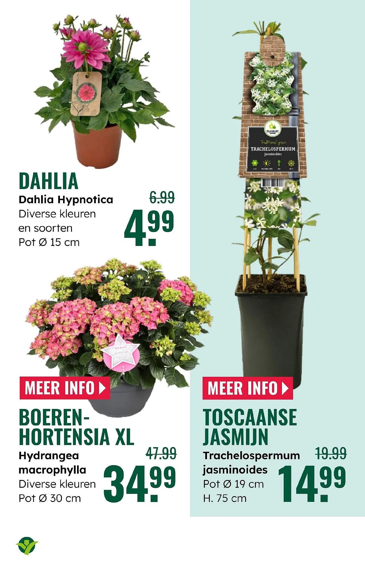 GroenRijk folder van 28 mei tot 3 juni 2025 - Folder pagina 6