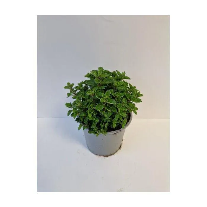Oregano - Wilde Marjolein