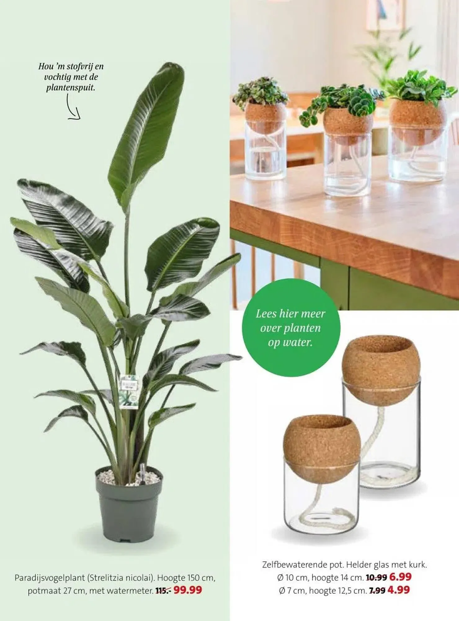 Intratuin folder van 16 februari tot 22 februari 2026 - Folder pagina 27