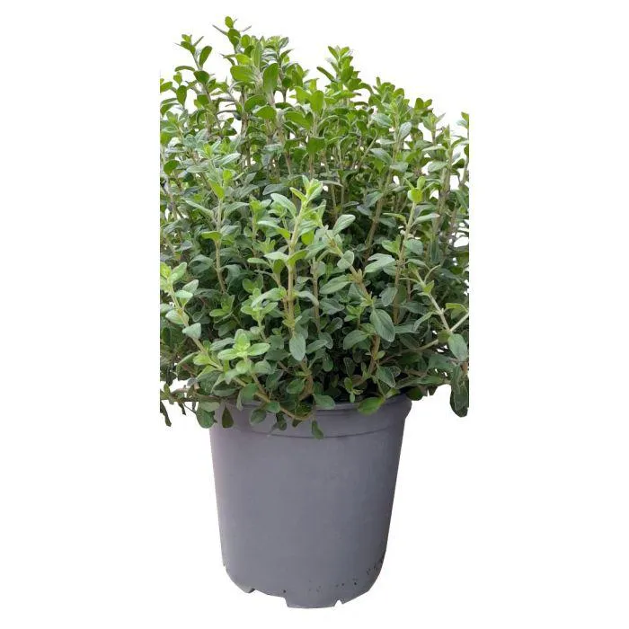 Echte Marjolein