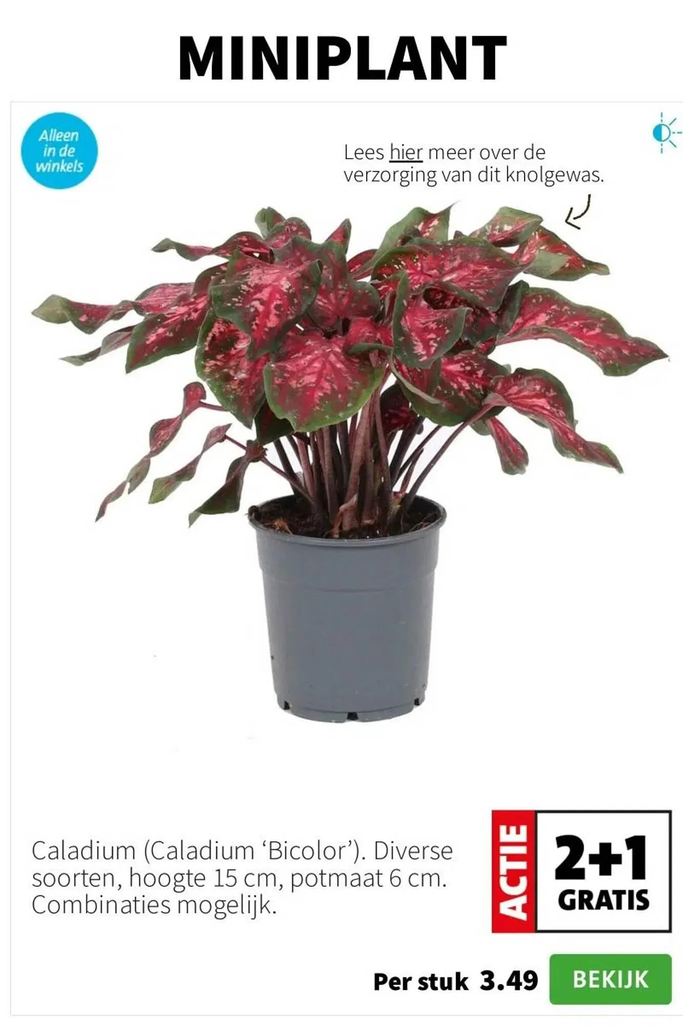 Intratuin folder van 4 augustus tot 10 augustus 2025 - Folder pagina 2