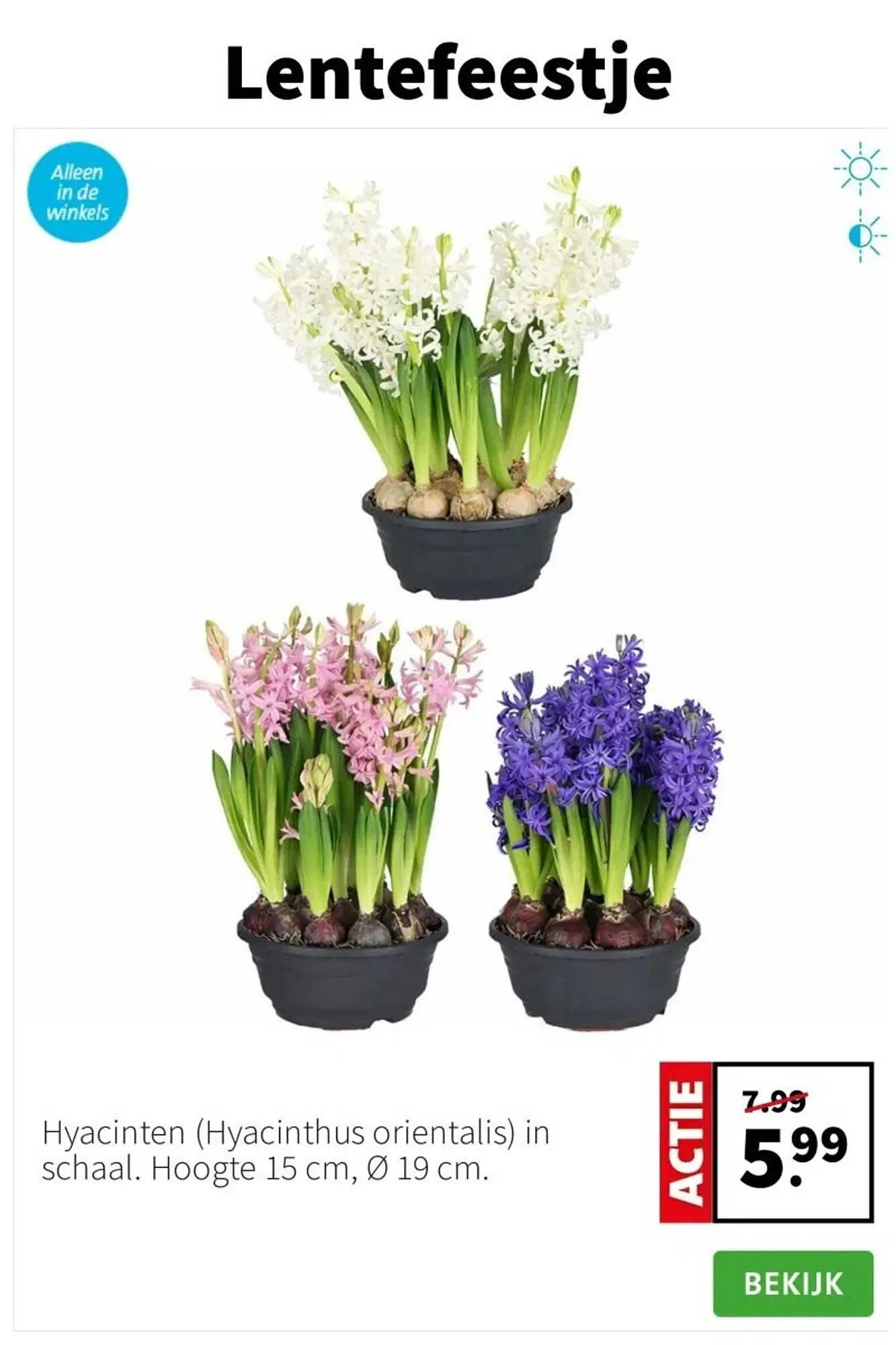 Intratuin folder van 5 januari tot 11 januari 2026 - Folder pagina 7