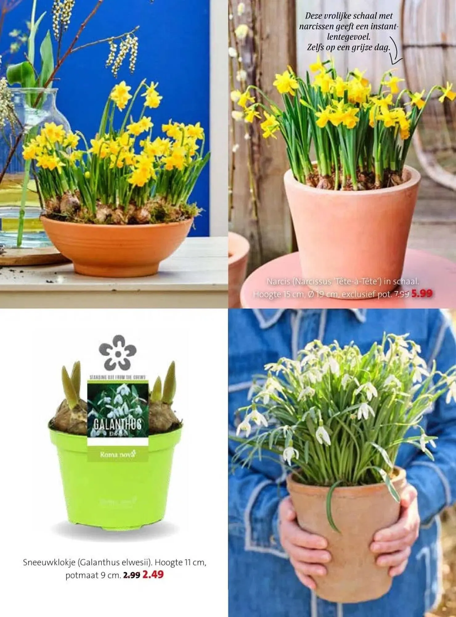 Intratuin folder van 16 februari tot 22 februari 2026 - Folder pagina 19
