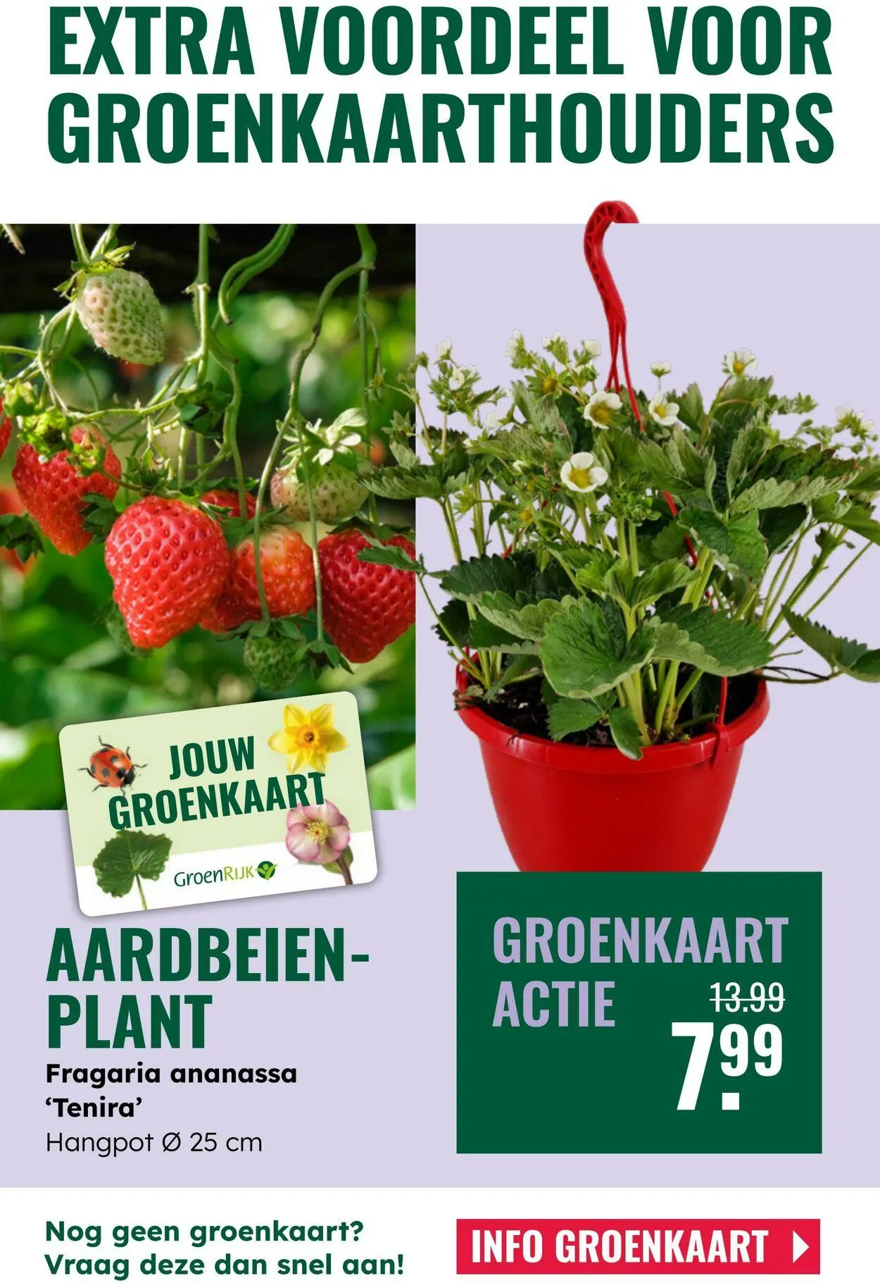 GroenRijk Actuele folder van 5 augustus tot 19 augustus 2025 - Folder pagina 19