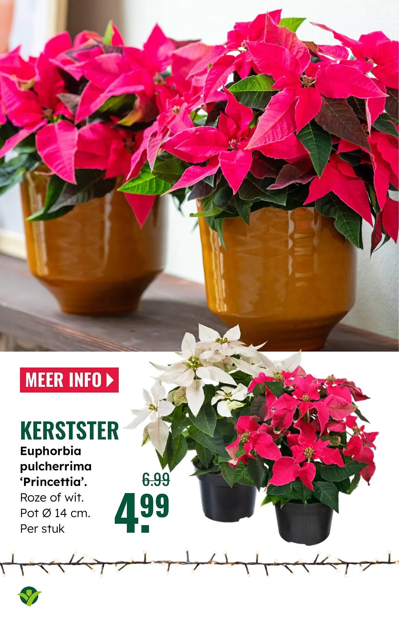 GroenRijk folder van 3 december tot 9 december 2025 - Folder pagina 17