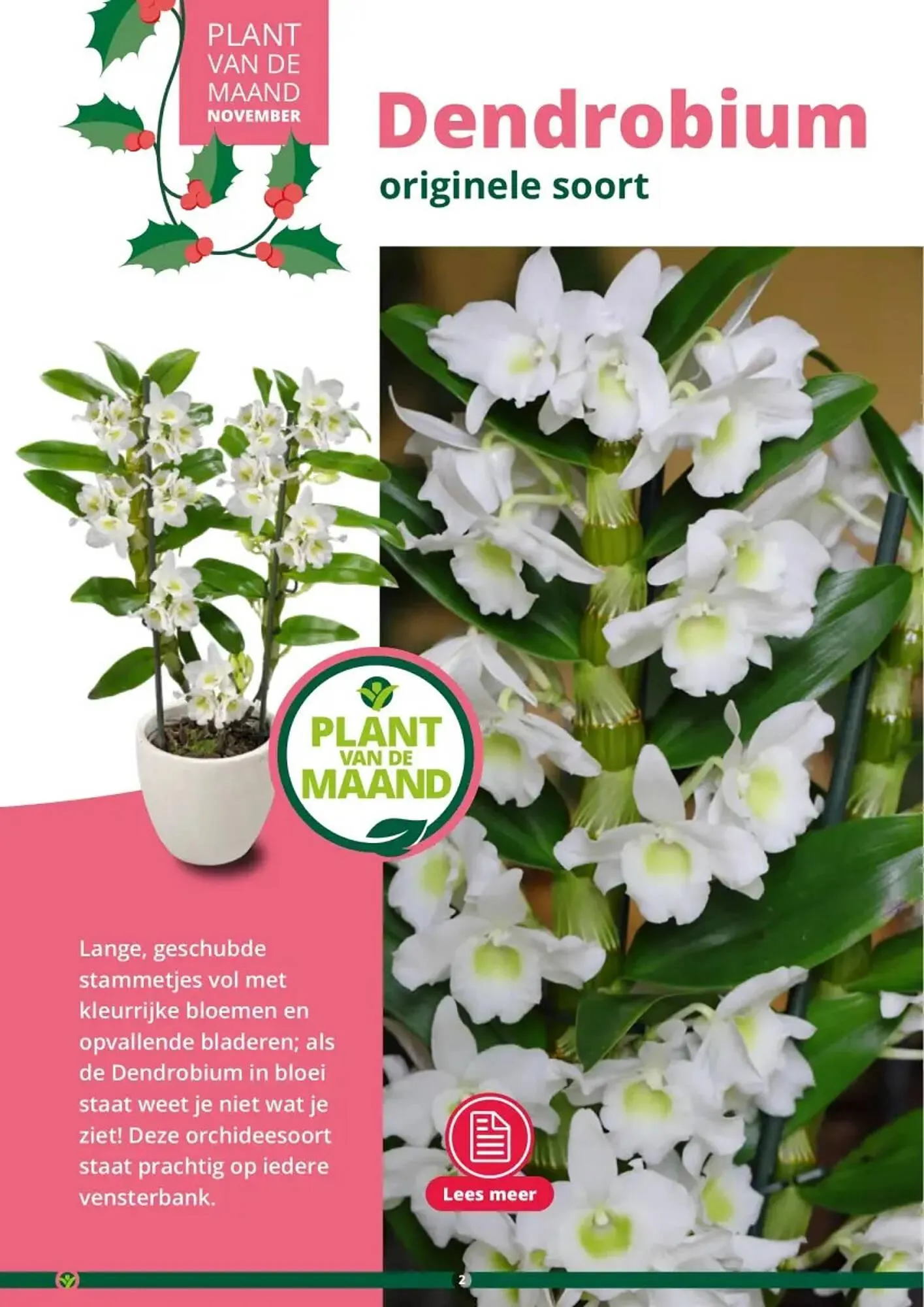 GroenRijk folder van 1 november tot 26 december 2023 - Folder pagina 2