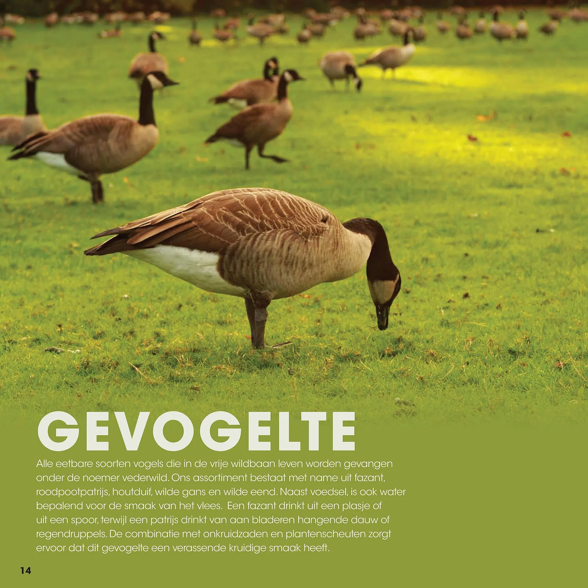 HANOS folder van 12 september tot 31 december 2025 - Folder pagina 14