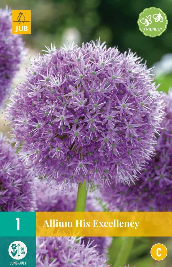 1 ALLIUM HIS EXCELLENCY 18/20