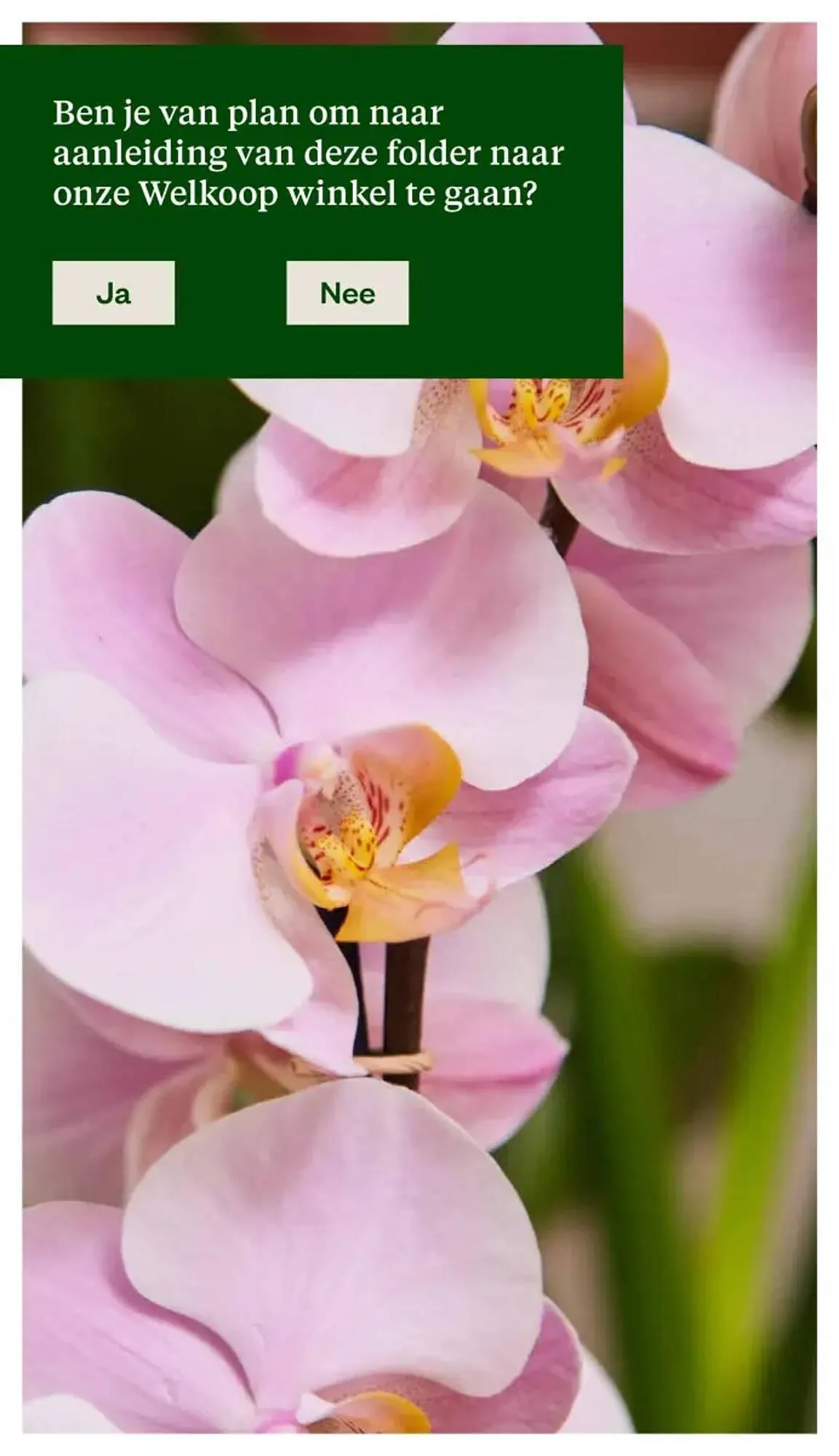 Welkoop folder van 8 september tot 21 september 2025 - Folder pagina 27