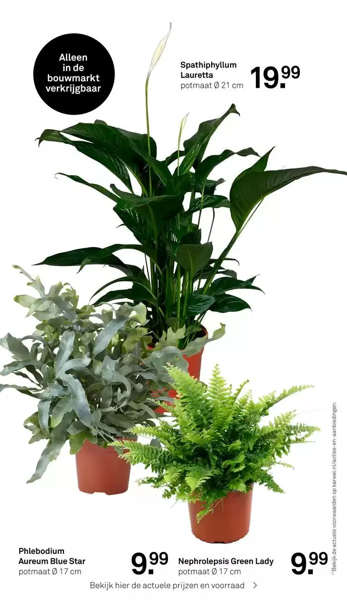 Karwei folder van 27 januari tot 10 februari 2025 - Folder pagina 23