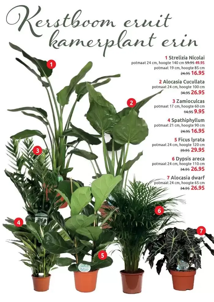 Januari kleurt groen van 8 januari tot 12 januari 2025 - Folder pagina 3