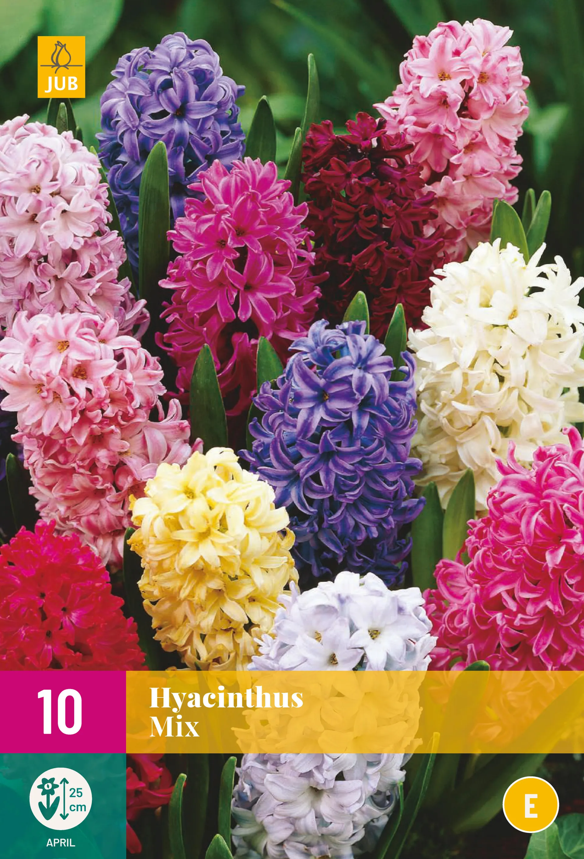 10 Hyacint mix