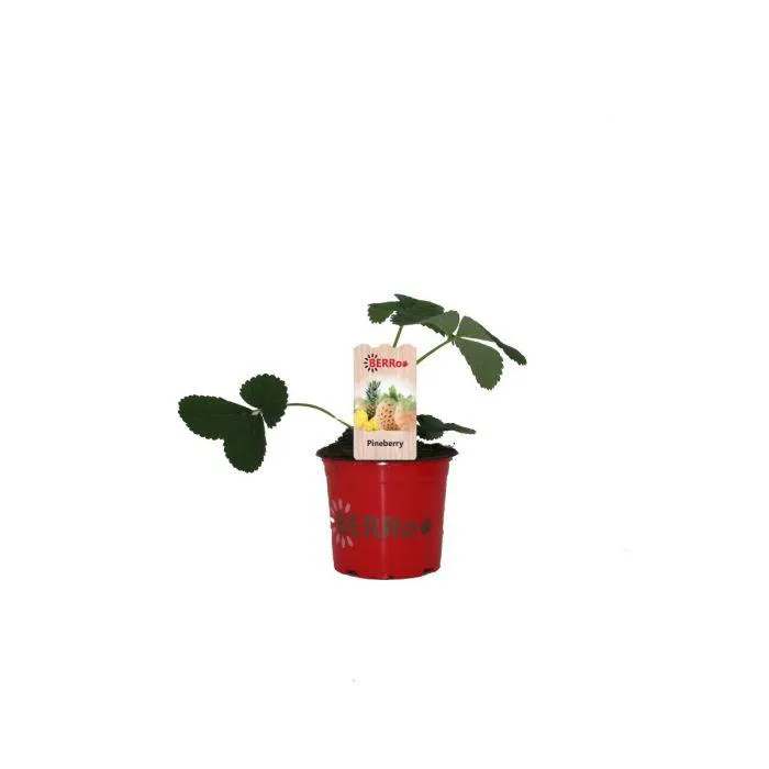 Aardbeienplant