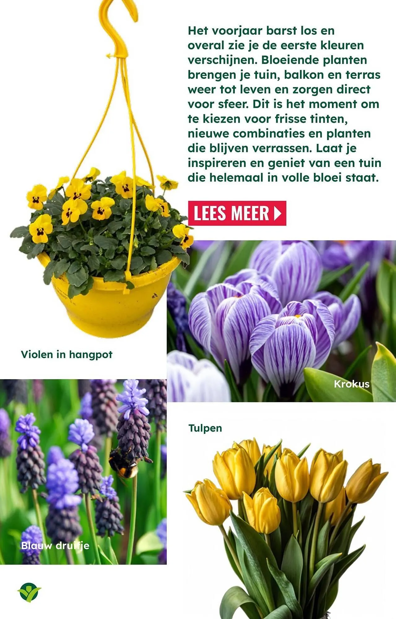 GroenRijk folder van 18 maart tot 1 april 2026 - Folder pagina 5