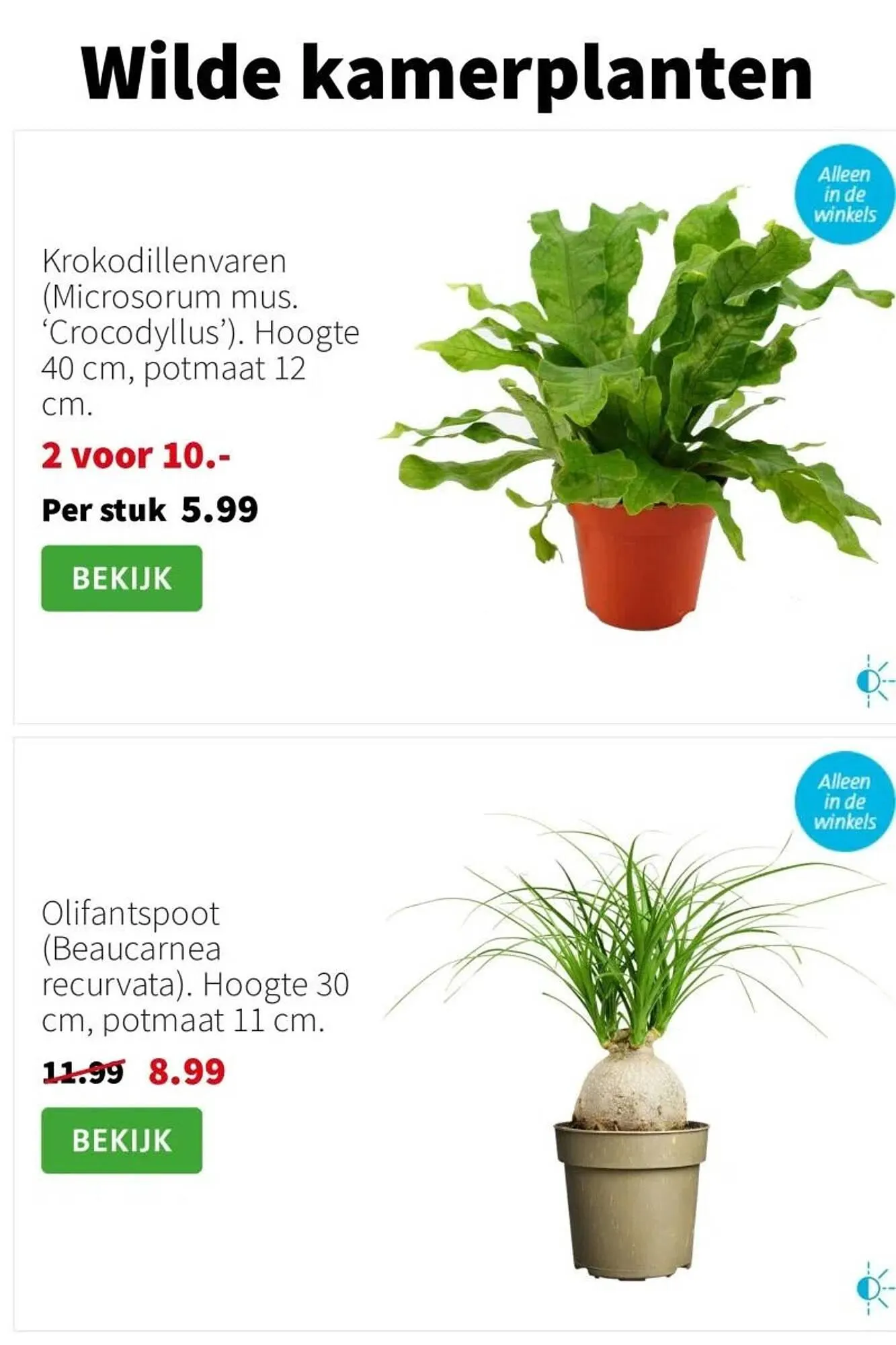 Intratuin folder van 26 januari tot 1 februari 2026 - Folder pagina 3