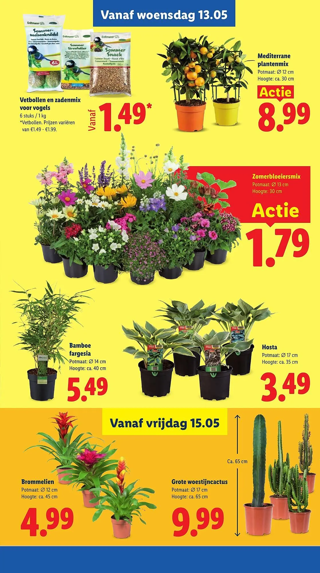 Lidl folder van 11 mei tot 17 mei 2026 - Folder pagina 31
