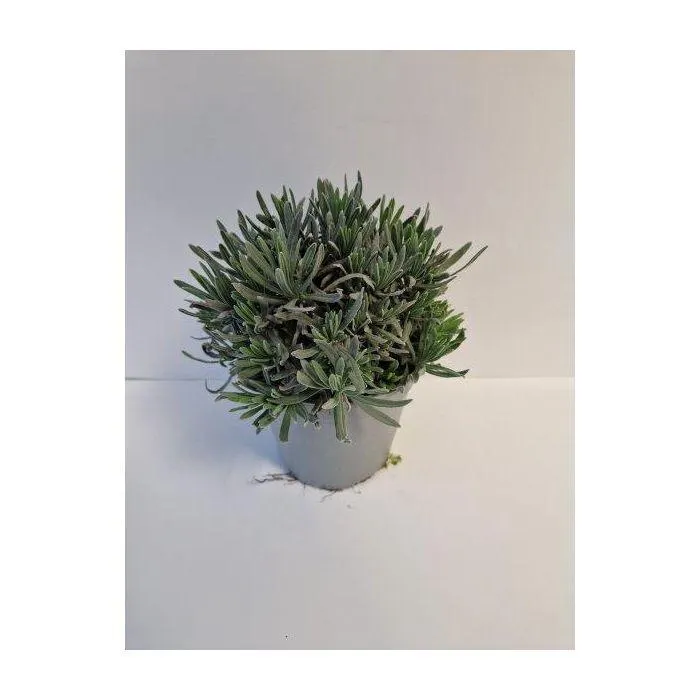 Lavendel