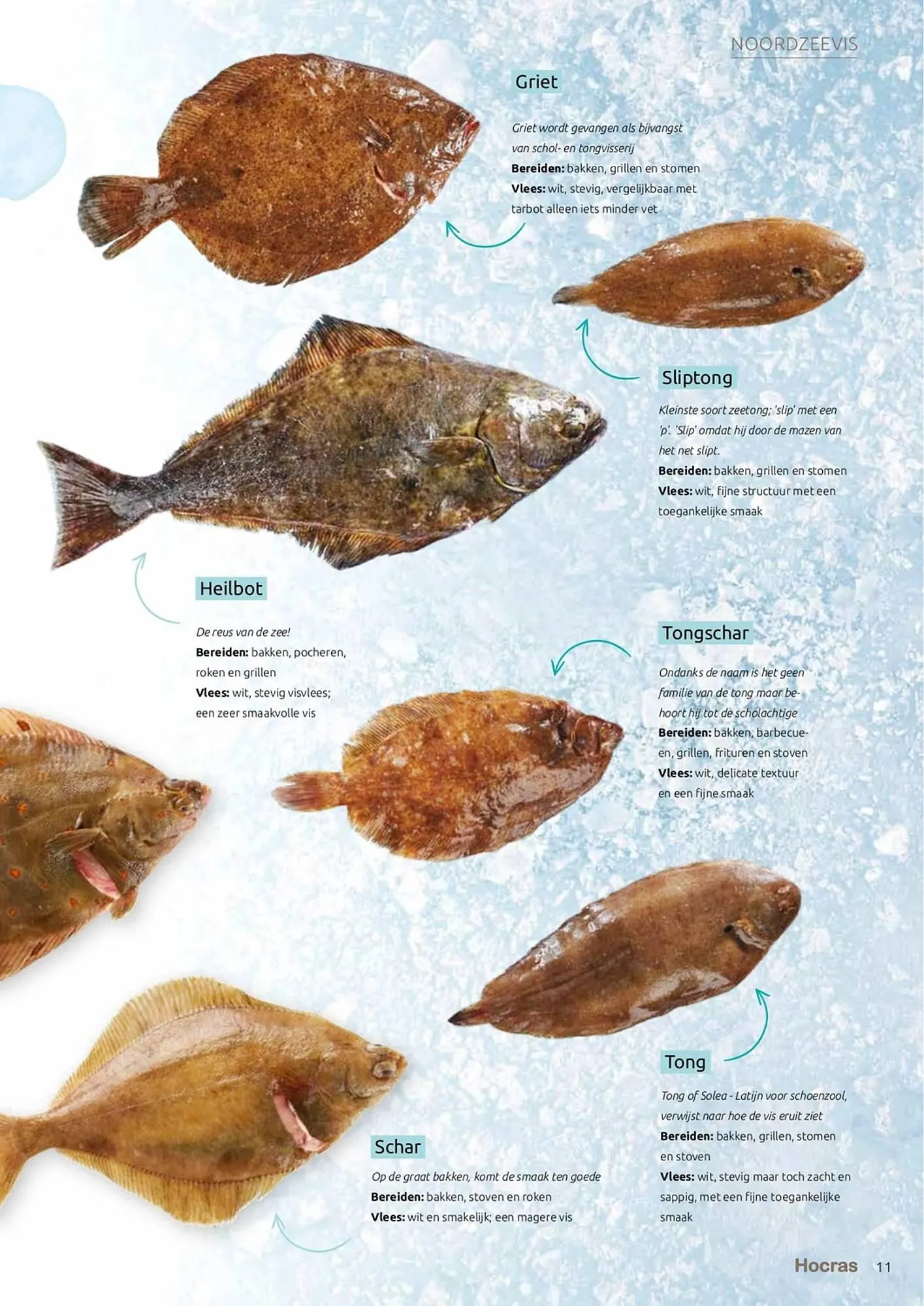 Hocras folder van 15 februari tot 31 december 2023 - Folder pagina 11