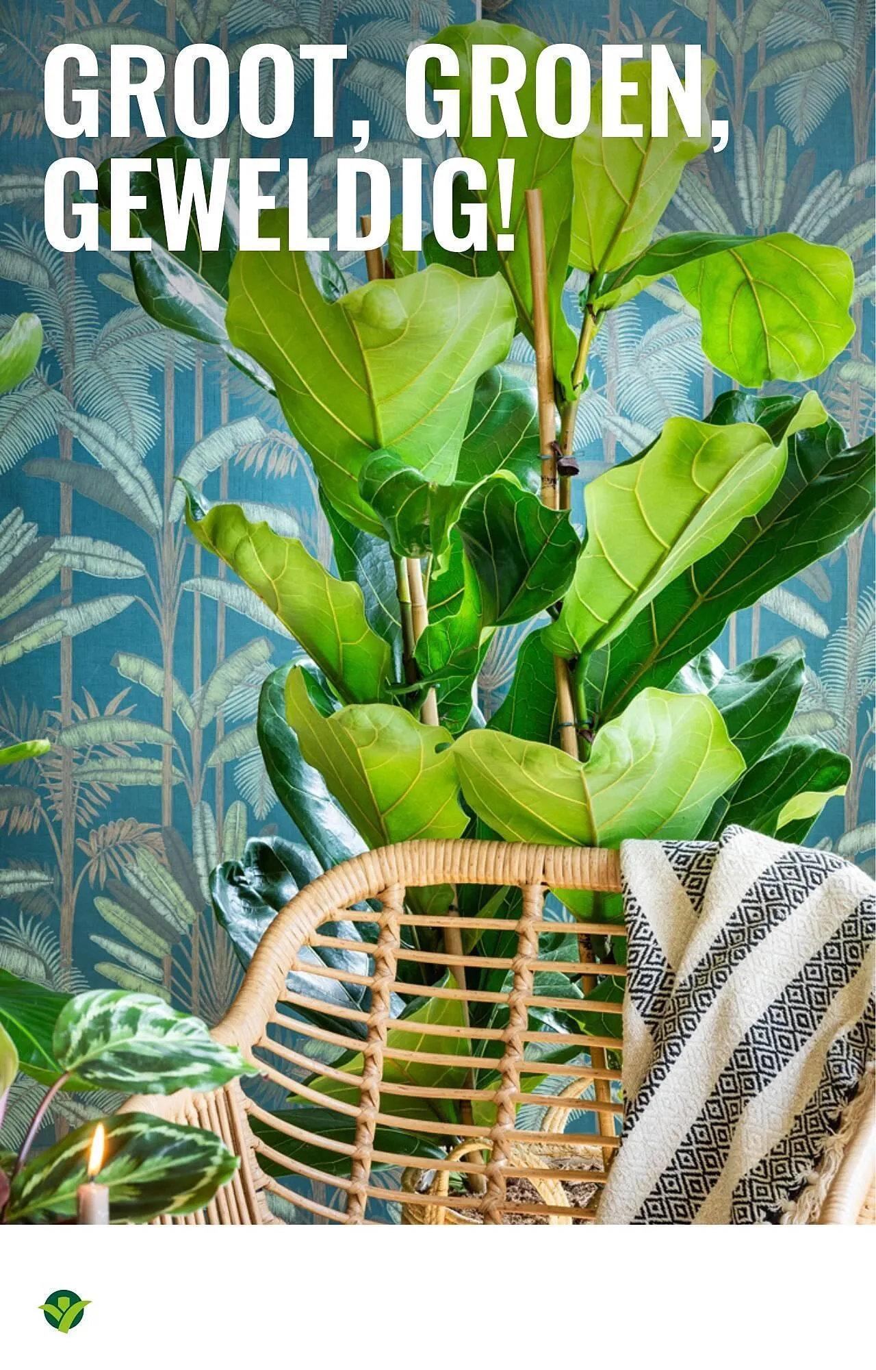 GroenRijk folder van 1 oktober tot 7 oktober 2025 - Folder pagina 8