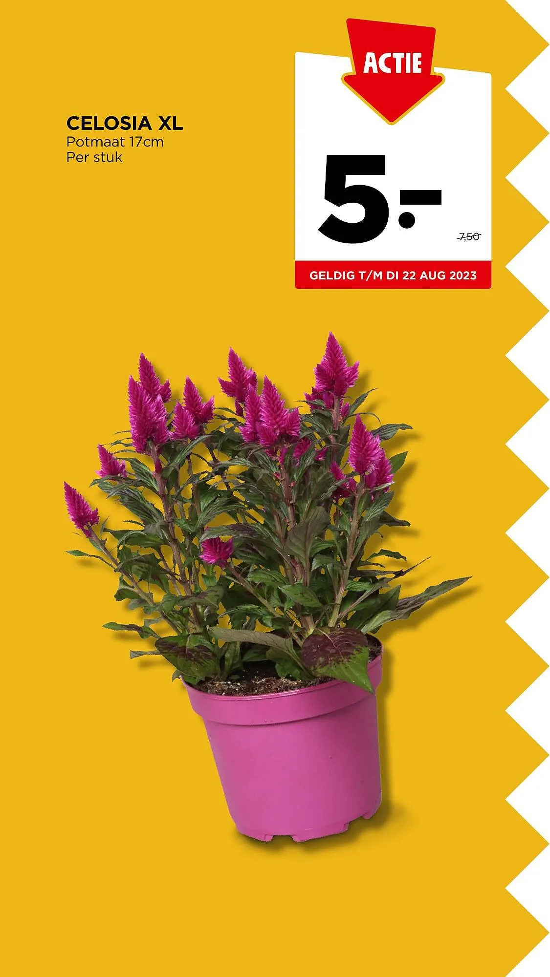 Jumbo folder week 32 van 9 augustus tot 15 augustus 2023 - Folder pagina 37