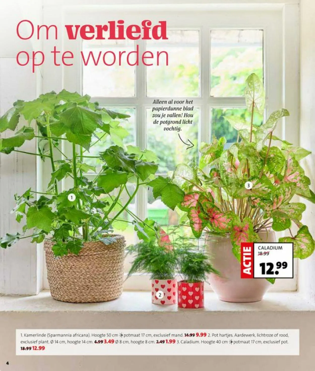 Intratuin Actuele folder van 14 september tot 28 september 2025 - Folder pagina 4