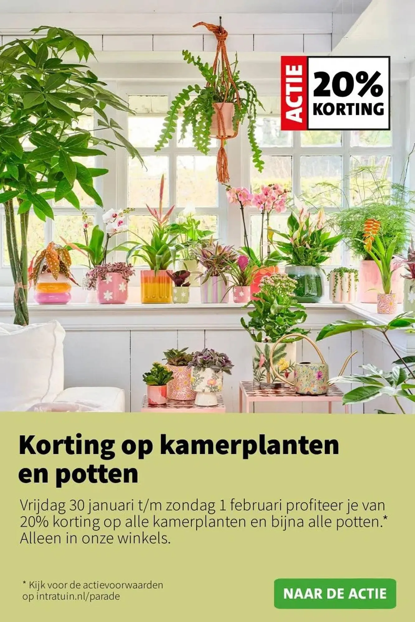 Intratuin folder van 26 januari tot 1 februari 2026 - Folder pagina 4