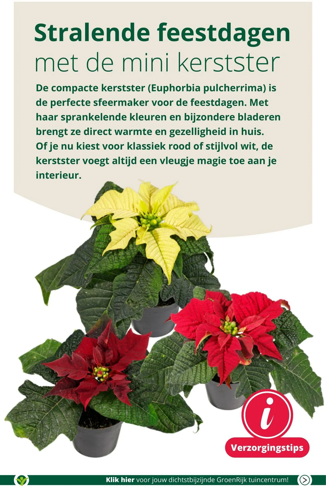 GroenRijk Actuele folder van 27 mei tot 10 juni 2025 - Folder pagina 2