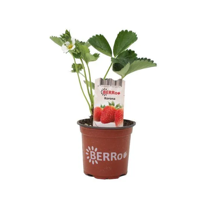 Aardbeienplant