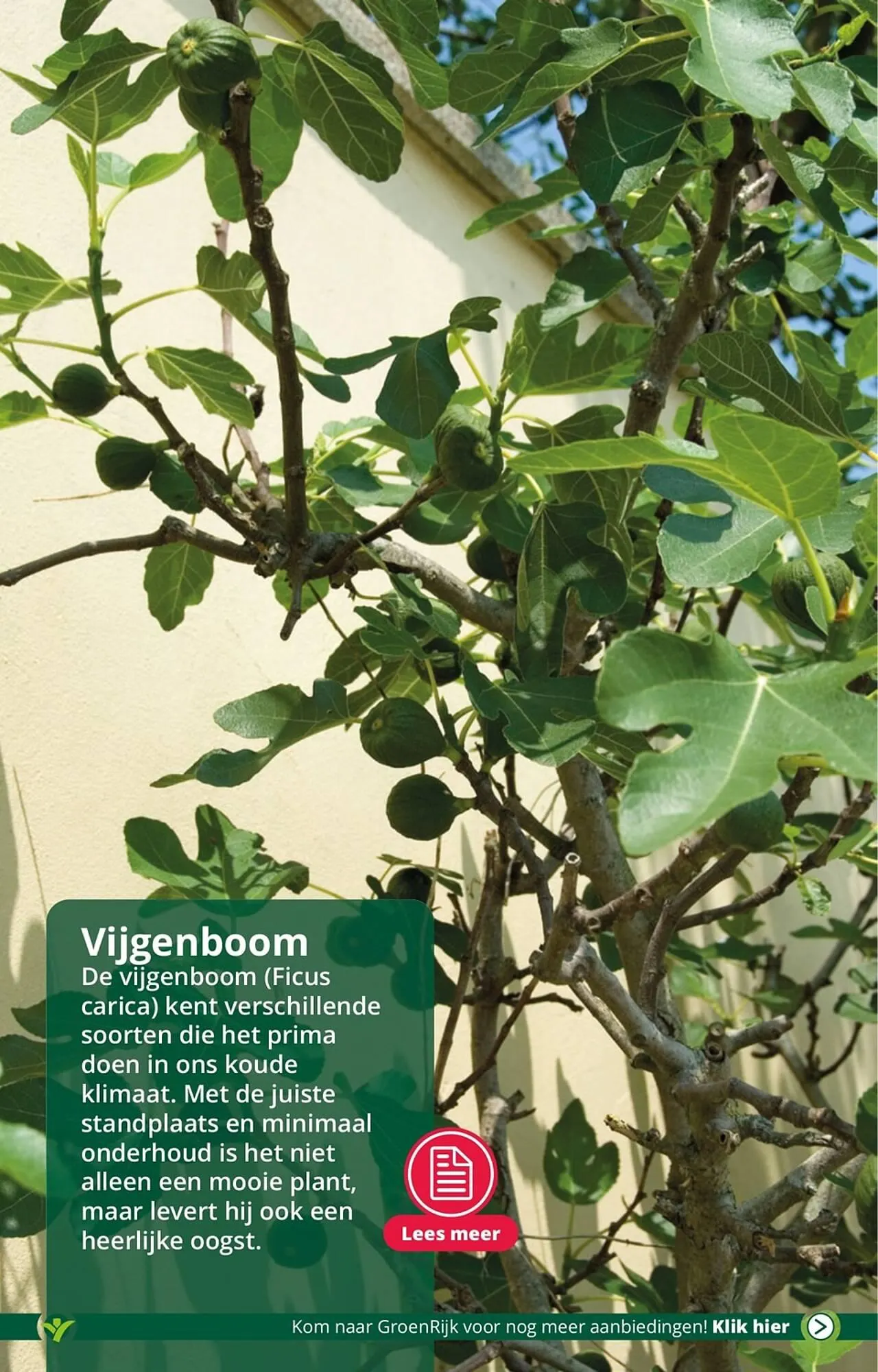 GroenRijk folder van 25 juli tot 1 augustus 2023 - Folder pagina 4