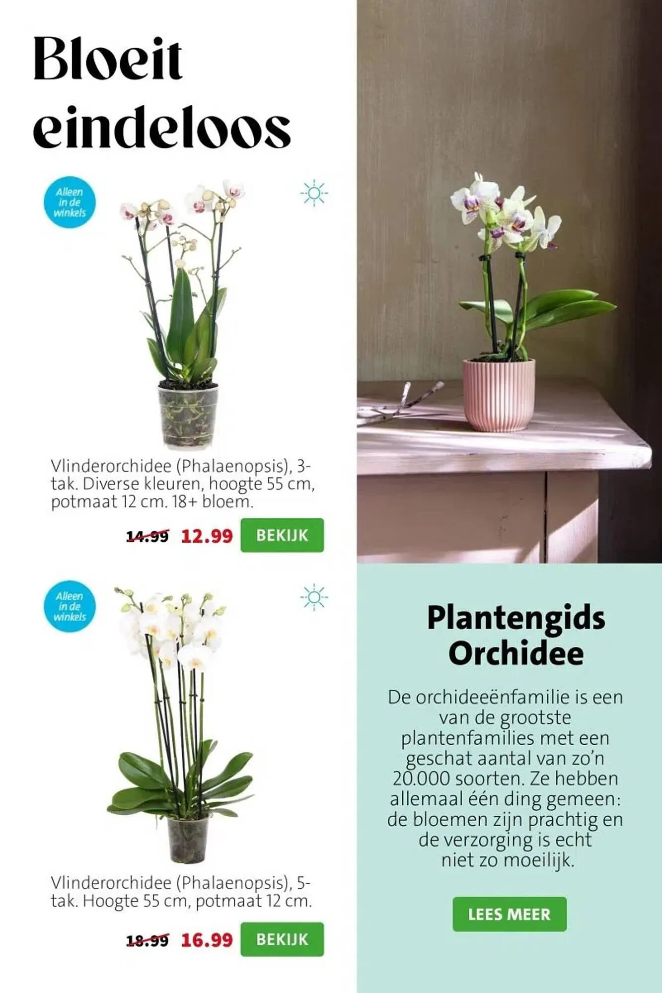 Intratuin folder van 23 februari tot 1 maart 2026 - Folder pagina 4