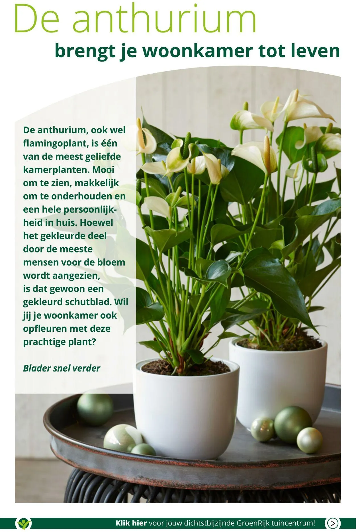 GroenRijk Actuele folder van 21 januari tot 4 februari 2025 - Folder pagina 12