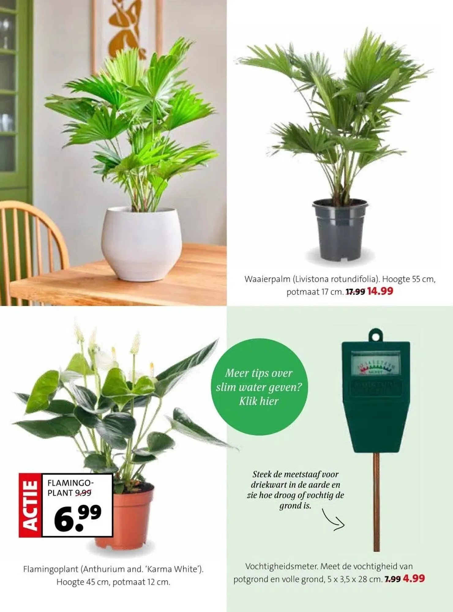 Intratuin folder van 16 februari tot 22 februari 2026 - Folder pagina 25