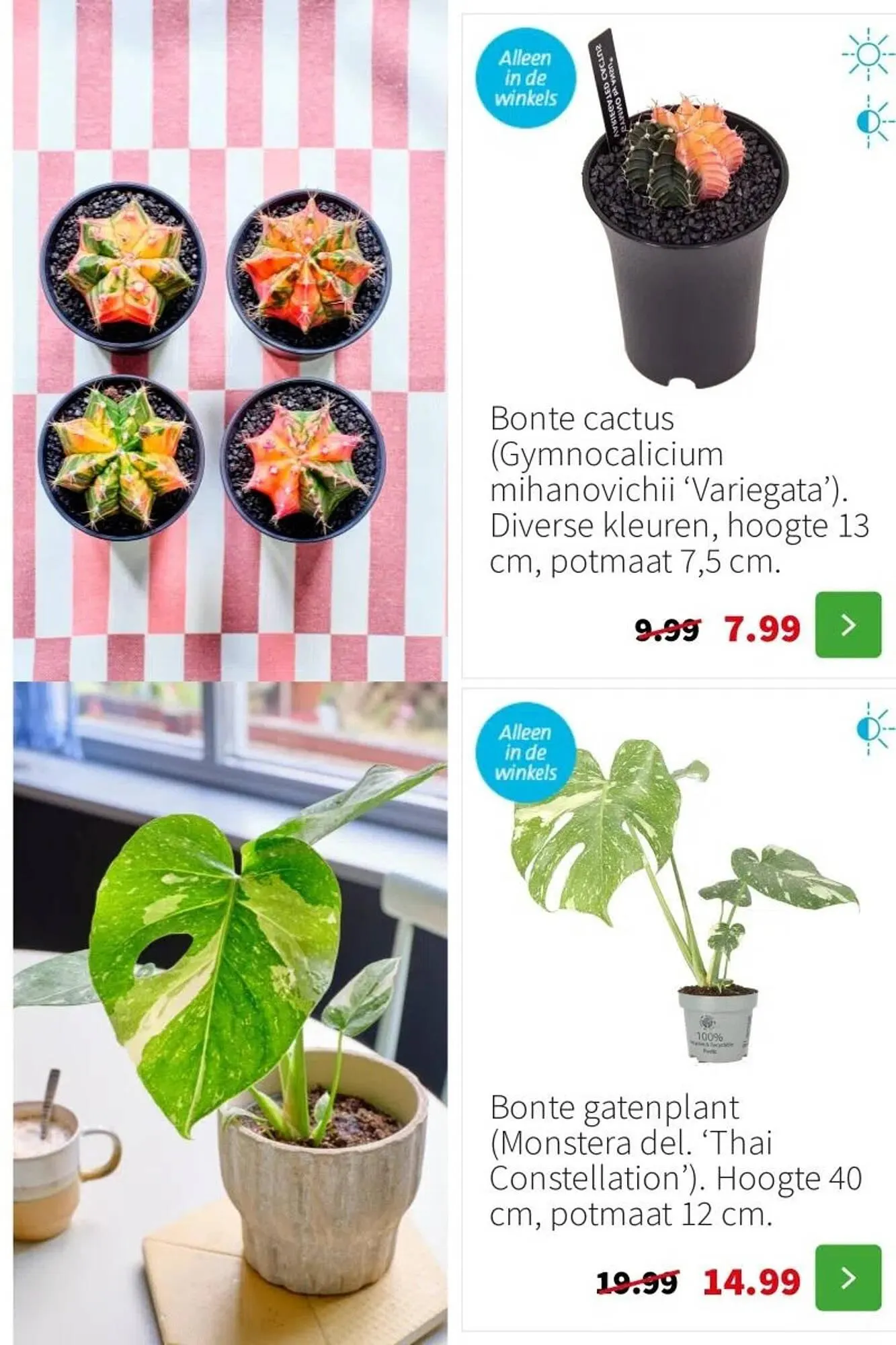 Intratuin folder van 19 januari tot 25 januari 2026 - Folder pagina 3