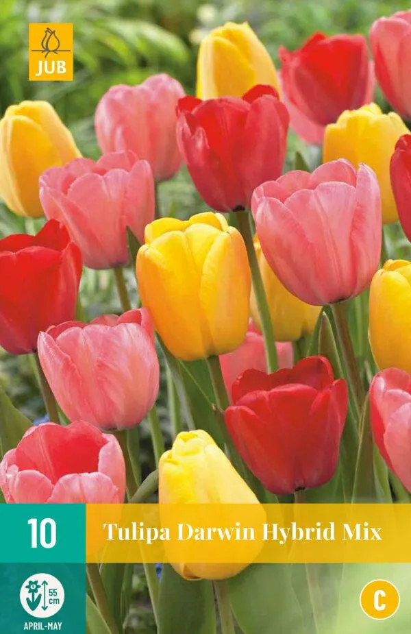 10 TULIPA DARWIN HYBRIDE MIX 11/12