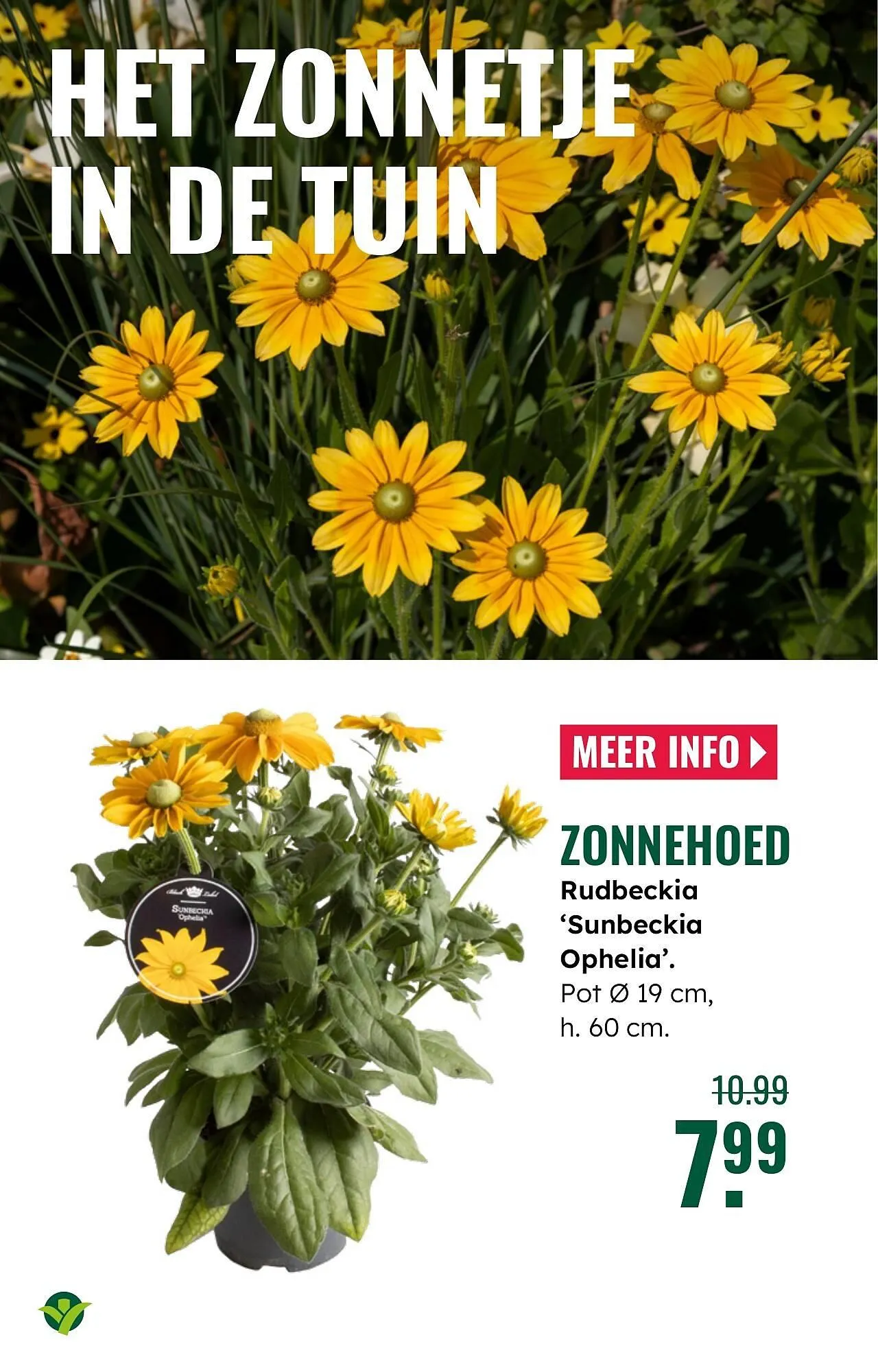 GroenRijk folder van 30 juli tot 12 augustus 2025 - Folder pagina 10