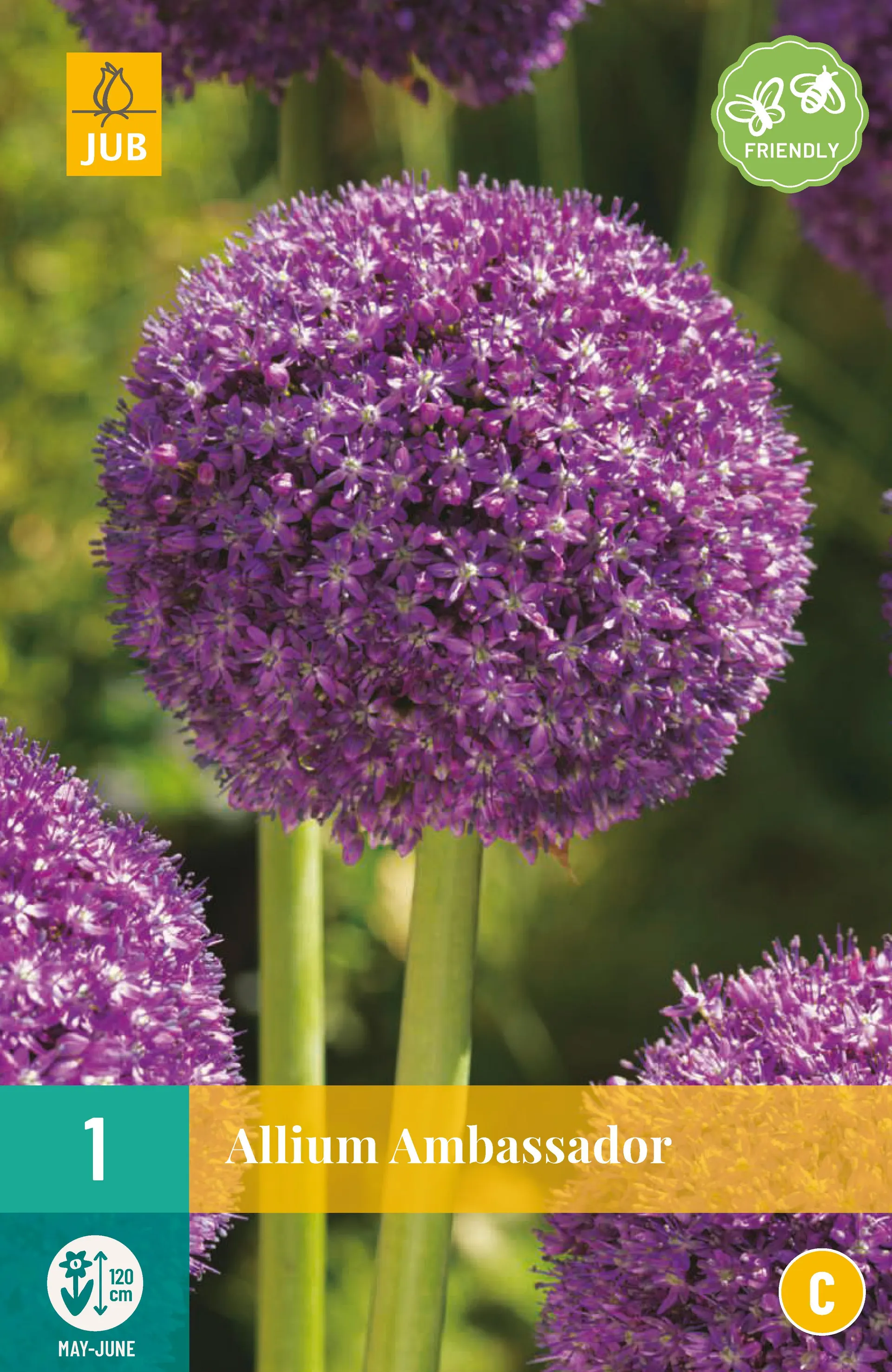 1 Allium Ambassador
