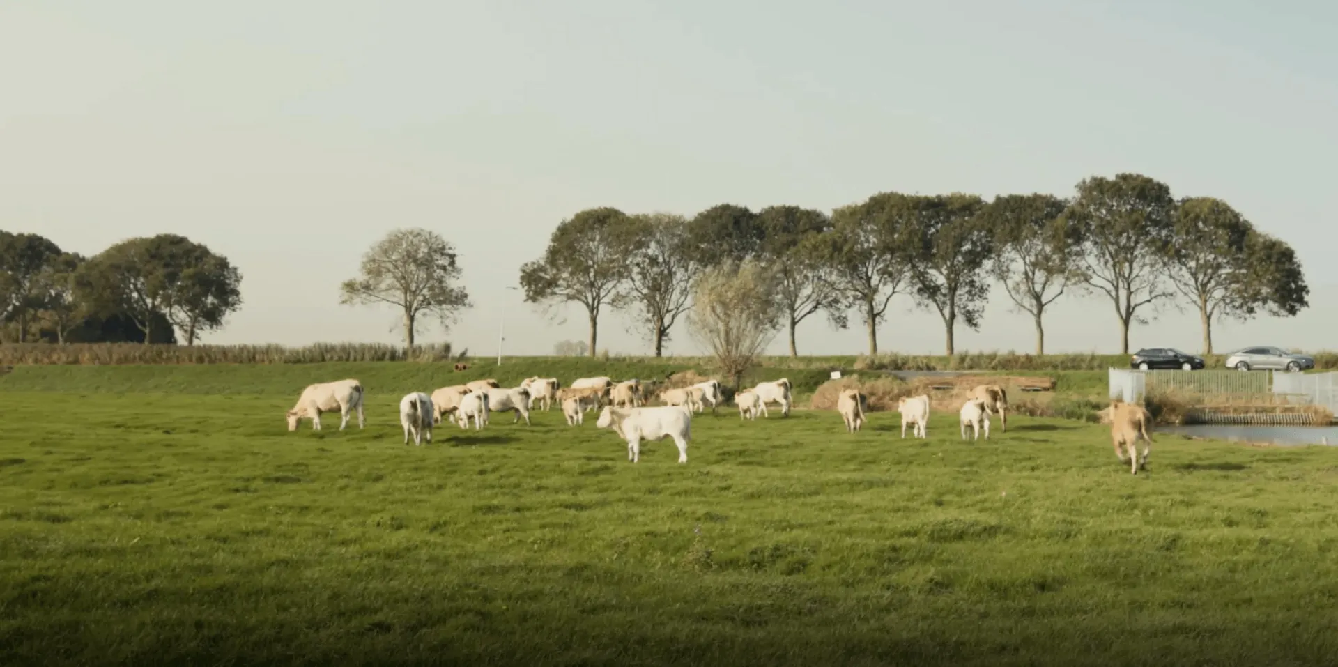 Biologisch rundergehakt
